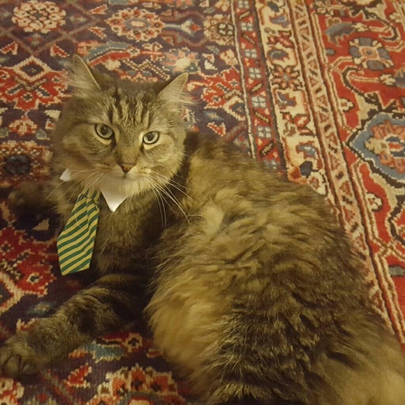 Meet your Posher, Ann - Picture 2 of 2